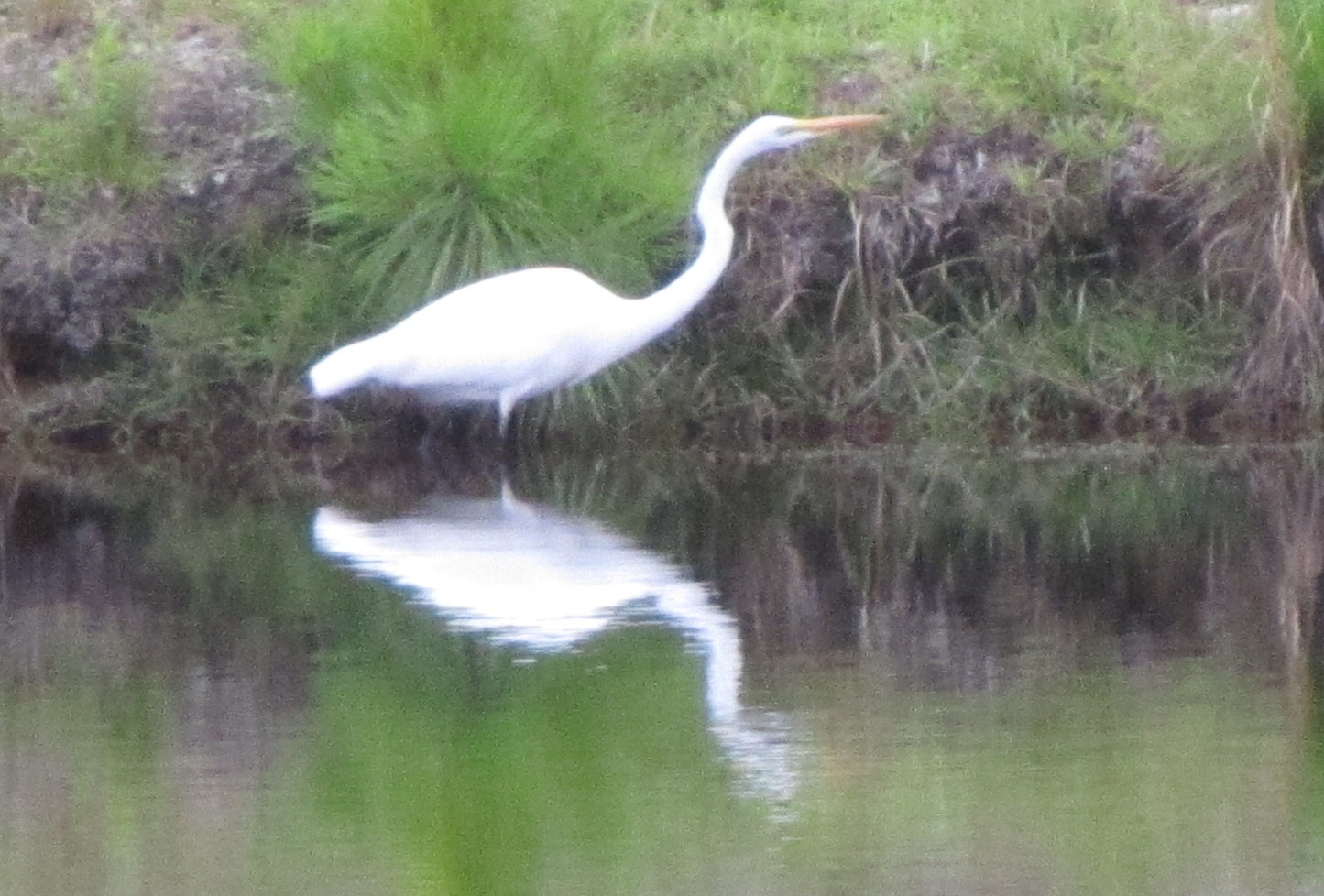 Crane Reflecting