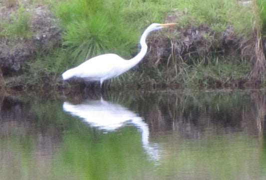Crane Reflecting
