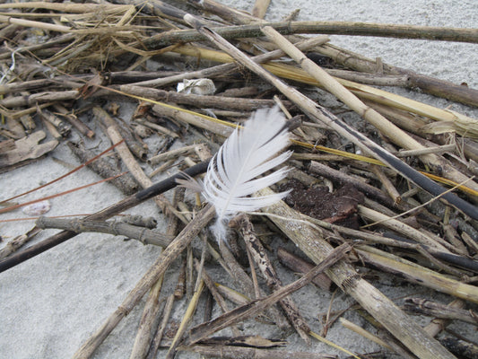 Beach Find
