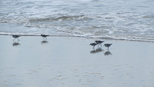 Beach Buddies