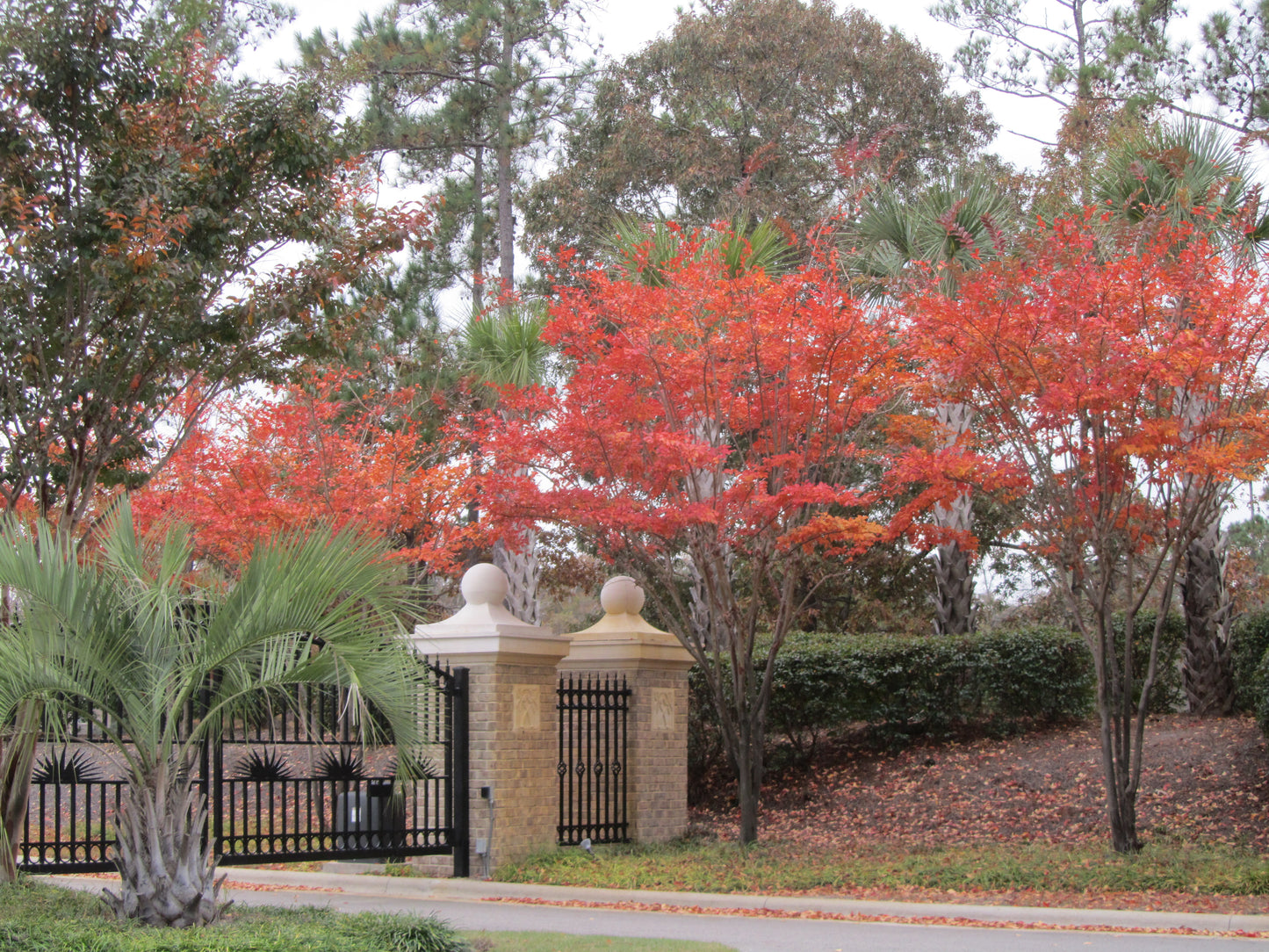 Fall at Back Gates