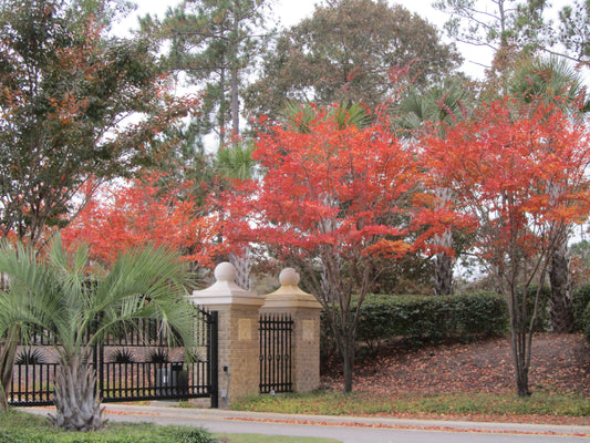 Fall at Back Gates