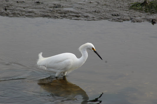 Egret