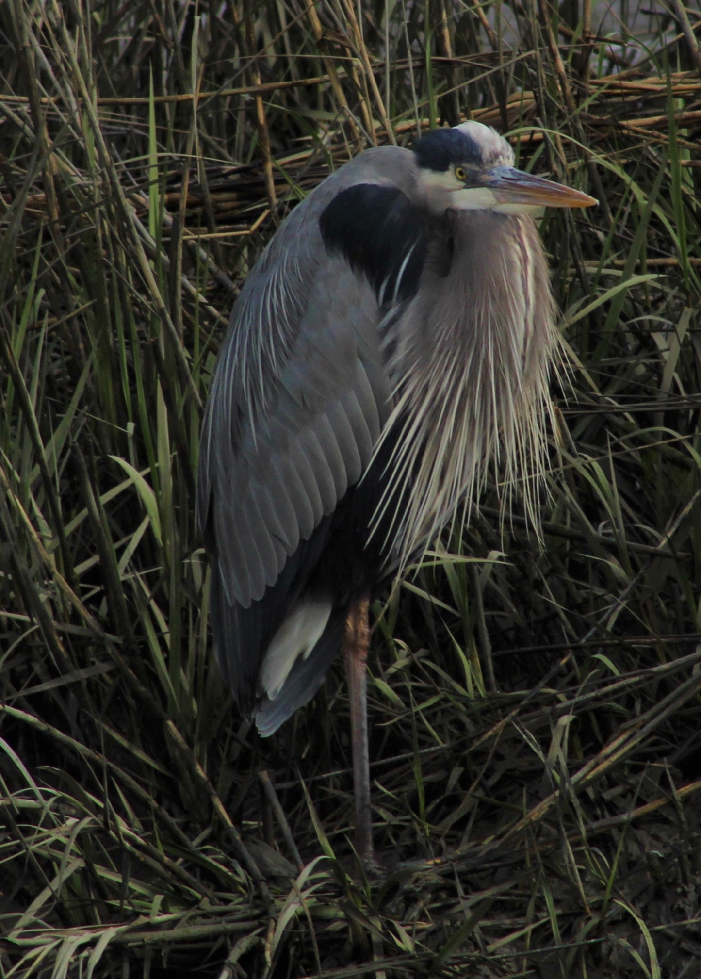Gray Heron