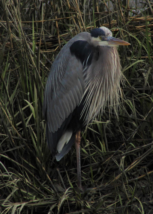 Gray Heron