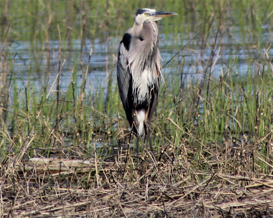 Blue Heron on Lockwood Folly River