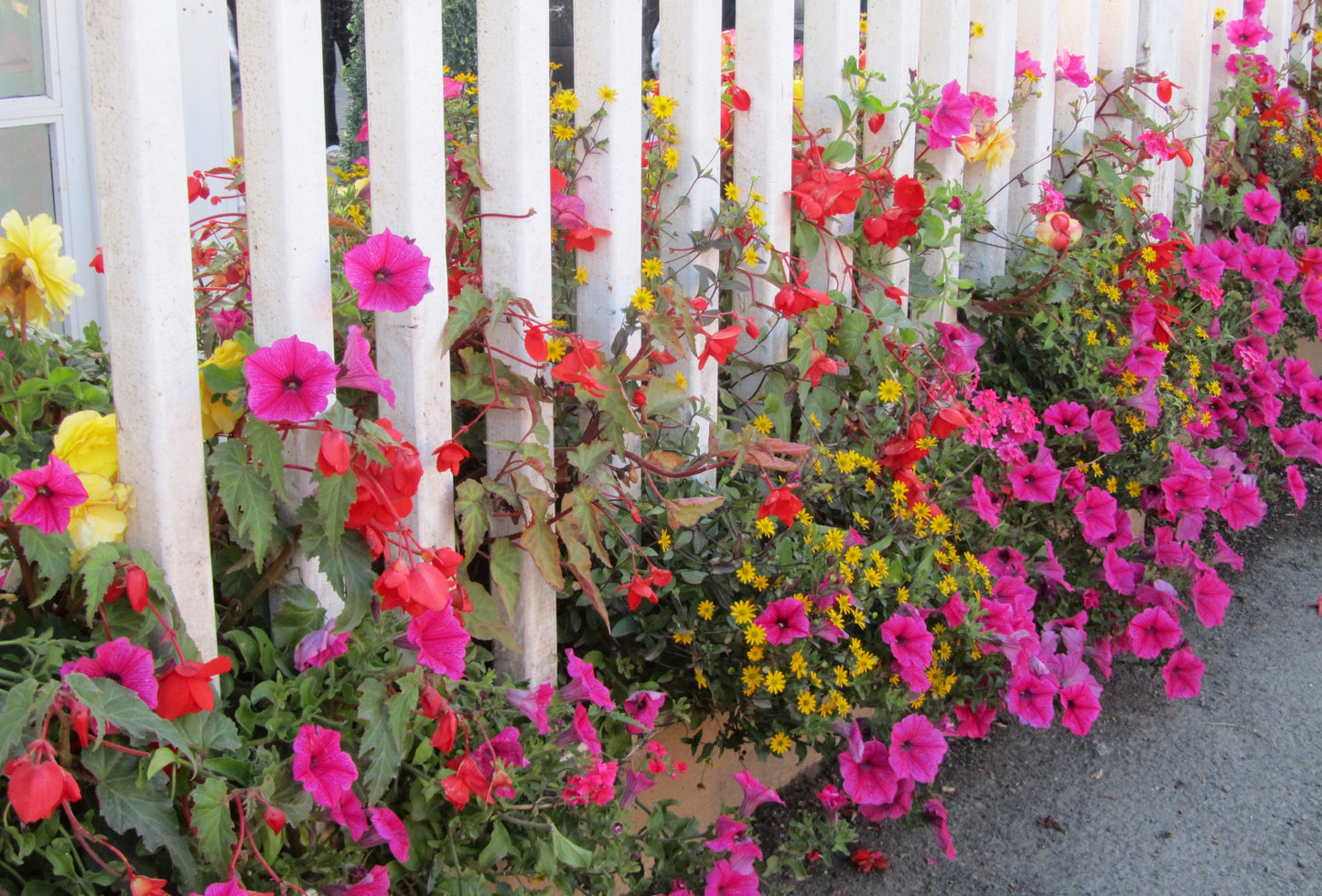 Garden Fence