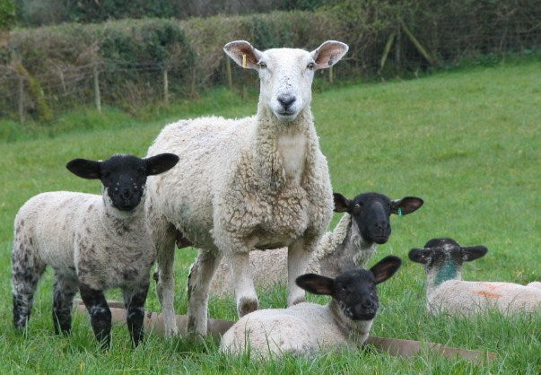 Sheep Watching