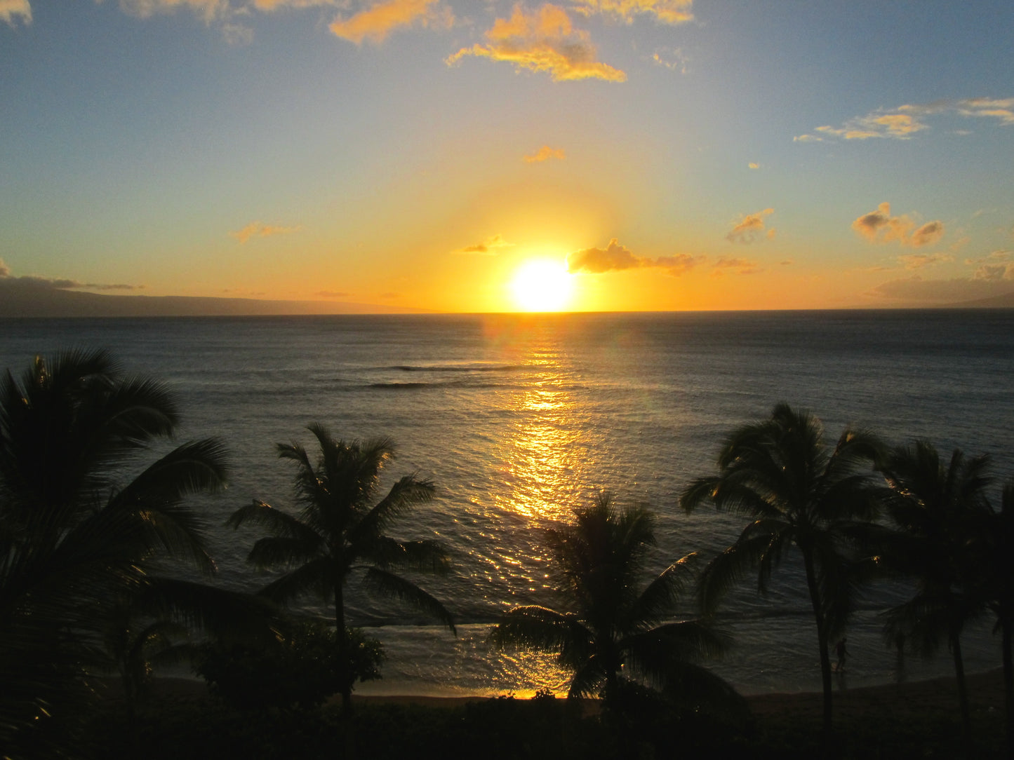 Palms at Sunset (Hawaii)