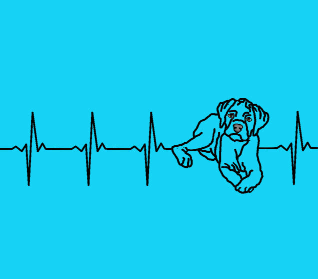 Boxer Heartbeat