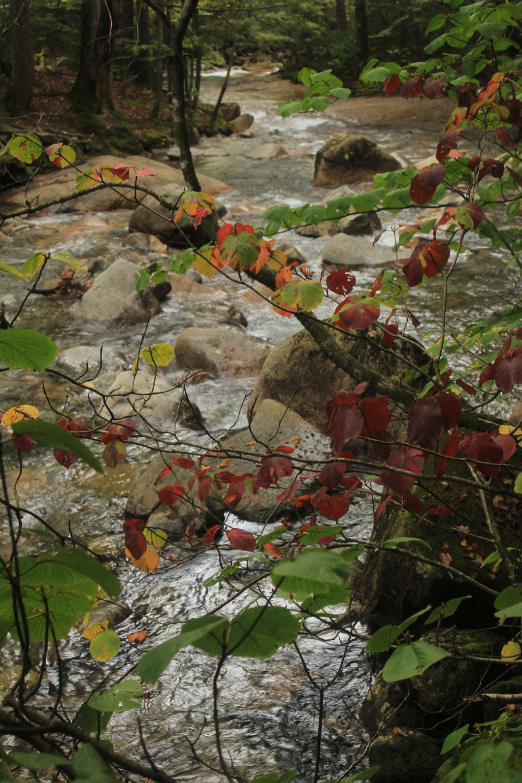 Stream in White Mountains of NH, Fall