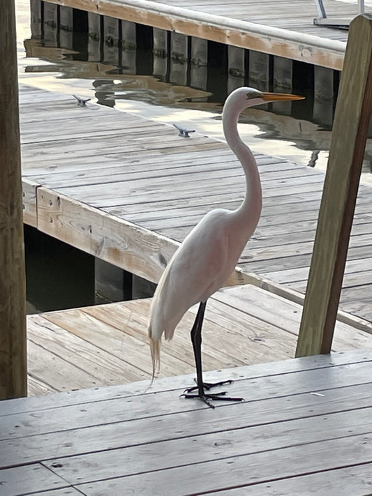 Heron on Pier, Southport, NC