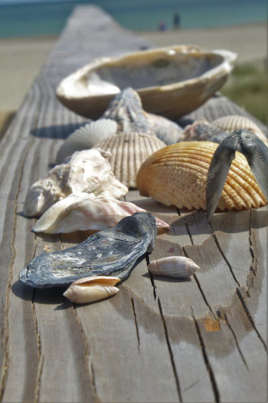 Shells at holden Beach, NC #1