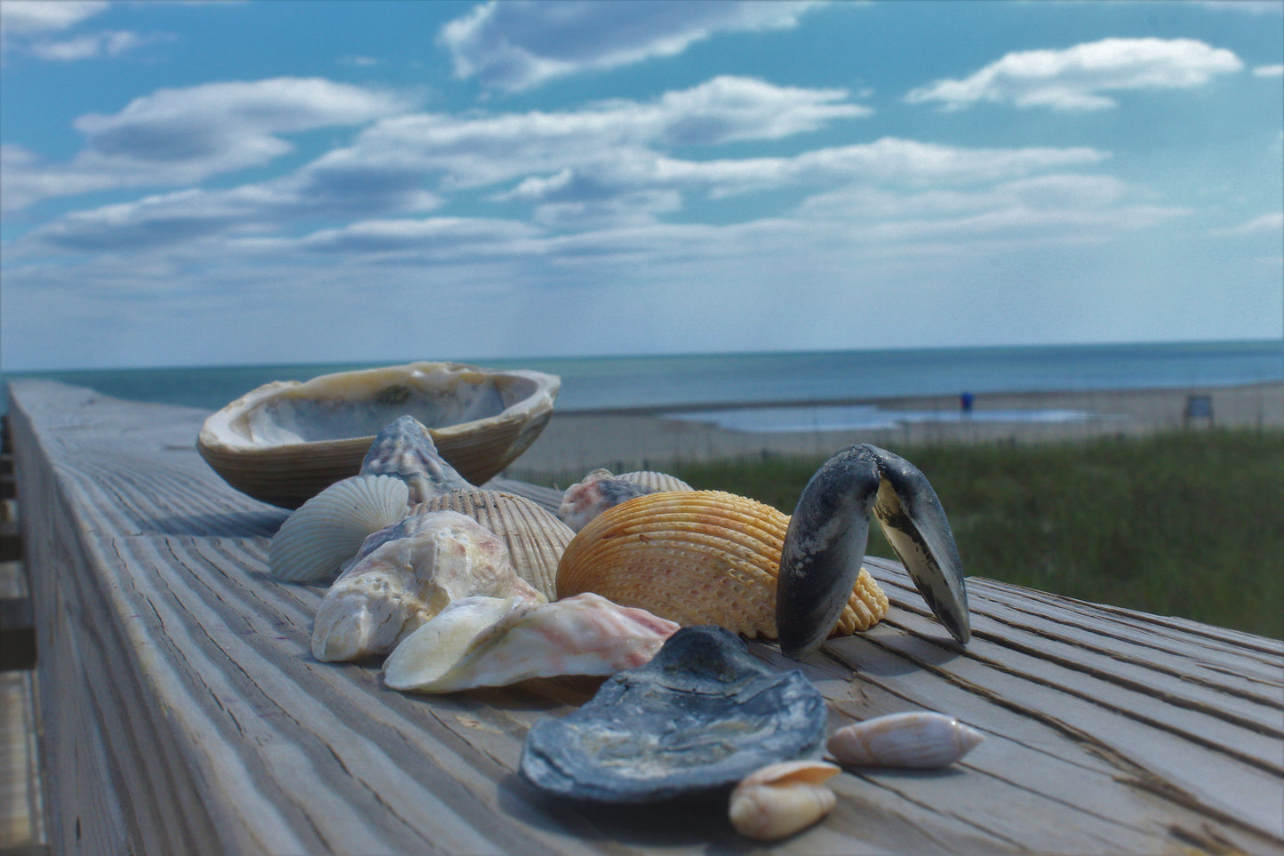 Shells at Holden Beach, NC #2
