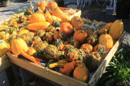 Gourds #1, Lelanda, NC