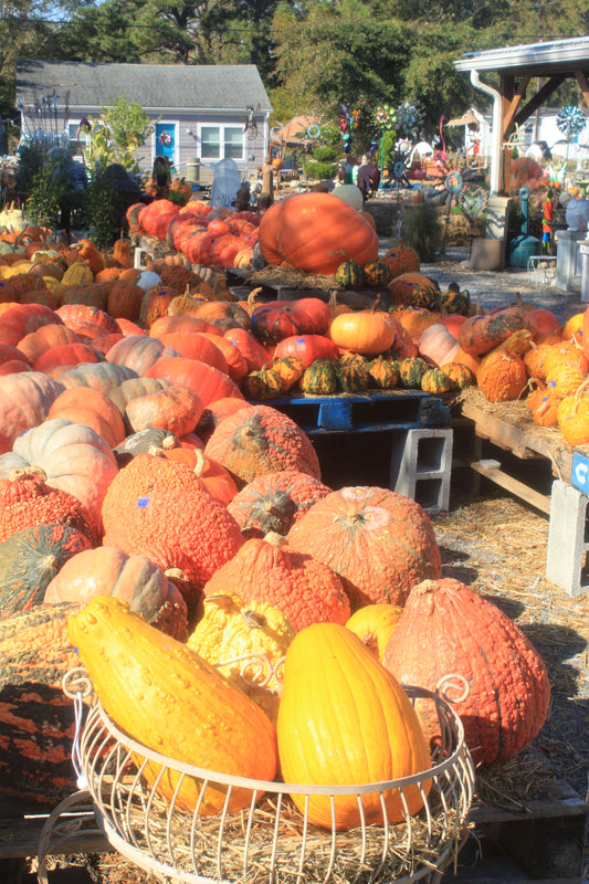 Gourds #2, Southport, NC