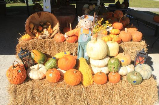 Scarecrow in Gourds, Leland, NC