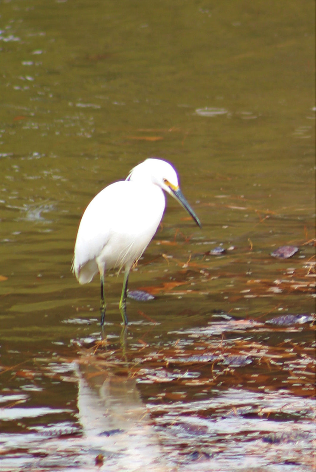 Egret at Arbor Creek, NC