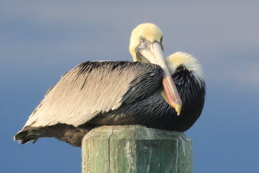 Pelican on Post, Sitting, Oak Island, NC