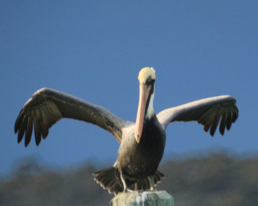 Pelican on Post, Standing, Oak Island, NC
