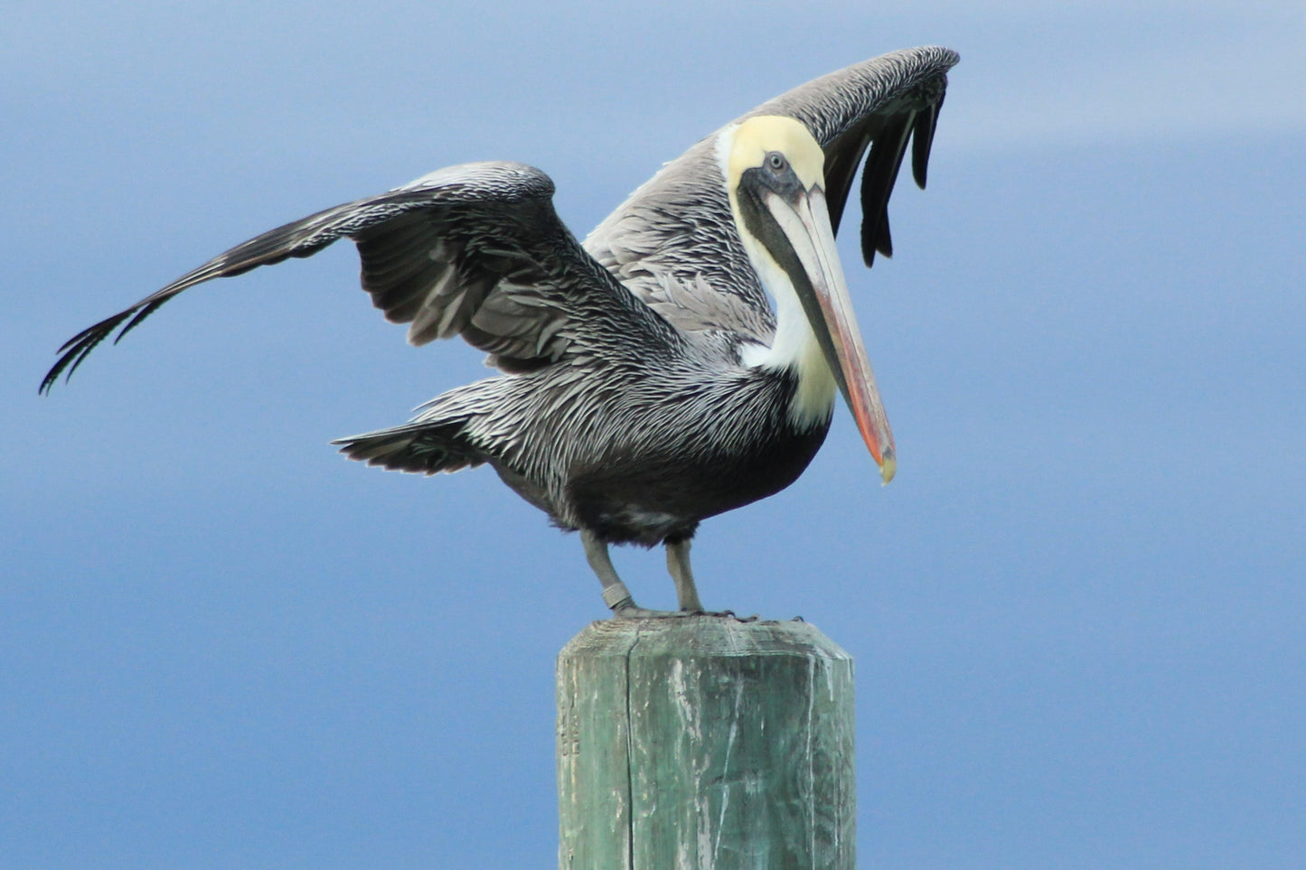 Pelican Standng on Post, Oak Island, NC