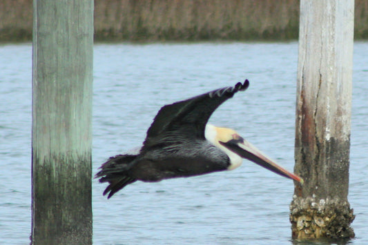 Pelican in Flight, Oak Island, NC