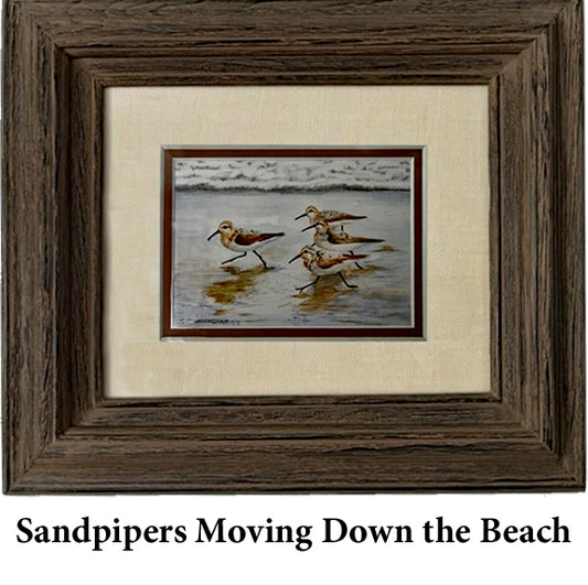 Sandpipers Moving Down the Beach
