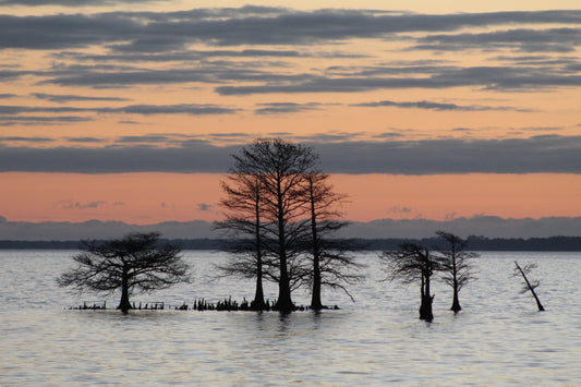 Sunrise on Lake Mattamuskett, NC