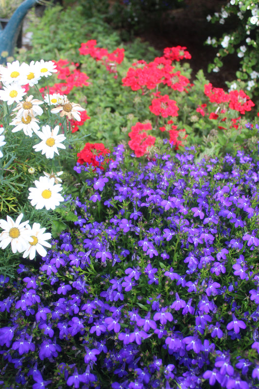 Garden Flowers